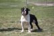 English Bulldog Puppies for sale in 32901 CA-1, Fort Bragg, CA 95437, USA. price: NA
