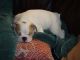 English Bulldog Puppies for sale in Prescott, AZ, USA. price: NA