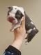 English Bulldog Puppies for sale in Credit River Township, MN, USA. price: NA