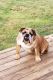 English Bulldog Puppies for sale in Salisbury, NC, USA. price: $1,800
