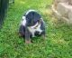 English Bulldog Puppies for sale in Berkeley Springs, WV 25411, USA. price: $2,800
