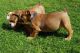 English Bulldog Puppies for sale in Colorado Springs, CO 80903, USA. price: NA