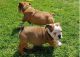 English Bulldog Puppies for sale in Colorado Springs, CO 80903, USA. price: NA