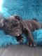 English Bulldog Puppies for sale in Redding, CA, USA. price: $2,500