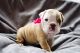 English Bulldog Puppies for sale in Pottstown, PA 19464, USA. price: NA