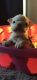 English Bulldog Puppies for sale in Long Beach, CA 90805, USA. price: $2,300
