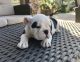 English Bulldog Puppies for sale in Stockton, CA, USA. price: NA