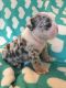 English Bulldog Puppies for sale in Baxter, KY 40806, USA. price: NA