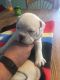 English Bulldog Puppies for sale in Comstock Park, MI, USA. price: NA