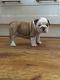 English Bulldog Puppies for sale in Jersey City, NJ, USA. price: $400