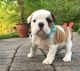 English Bulldog Puppies for sale in Fayetteville, GA, USA. price: $600