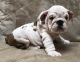 English Bulldog Puppies for sale in Santa Clarita, CA, USA. price: NA