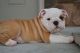 English Bulldog Puppies for sale in Minneapolis, MN, USA. price: NA