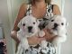 English Bulldog Puppies for sale in Alabaster, AL, USA. price: NA