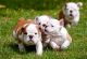 English Bulldog Puppies for sale in Utah County, UT, USA. price: NA