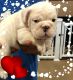 English Bulldog Puppies for sale in Punta Gorda, FL, USA. price: NA