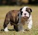 English Bulldog Puppies for sale in Cameron, TX 76520, USA. price: NA