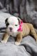 English Bulldog Puppies for sale in Jersey City, NJ, USA. price: $400