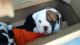 English Bulldog Puppies for sale in Woodward, OK 73801, USA. price: NA