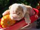 English Bulldog Puppies for sale in Idaho Springs, CO, USA. price: NA