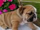 English Bulldog Puppies for sale in Bellevue, WA, USA. price: NA