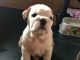 English Bulldog Puppies for sale in Pittsburgh, PA, USA. price: NA