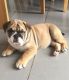 English Bulldog Puppies for sale in Louisville, KY, USA. price: $700