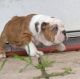 English Bulldog Puppies for sale in Louisville, KY, USA. price: $700