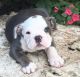 English Bulldog Puppies for sale in Broken Arrow, OK 74012, USA. price: NA