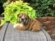 English Bulldog Puppies for sale in Baltic, OH 43804, USA. price: NA