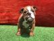 English Bulldog Puppies for sale in North Hollywood, Los Angeles, CA, USA. price: NA