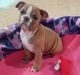 English Bulldog Puppies for sale in OK-56 Loop, Oklahoma 74447, USA. price: $1,000