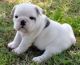 English Bulldog Puppies for sale in Manhattan, New York, NY, USA. price: $280