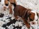 English Bulldog Puppies for sale in Seattle Waterfront, Seattle, WA 98101, USA. price: NA