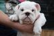 English Bulldog Puppies for sale in SC-9, Chester, SC, USA. price: NA