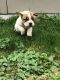 English Bulldog Puppies for sale in Mt Clemens, MI 48043, USA. price: NA