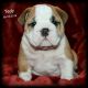 English Bulldog Puppies for sale in Mayo, FL 32066, USA. price: NA