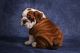 English Bulldog Puppies for sale in Texas, 78596, USA. price: NA