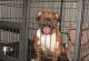 English Bulldog Puppies for sale in Bronx, NY, USA. price: NA