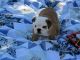 English Bulldog Puppies for sale in South Jordan, UT, USA. price: $450