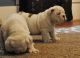 English Bulldog Puppies for sale in South Jordan, UT, USA. price: $500