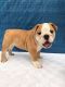 English Bulldog Puppies for sale in Buford, GA, USA. price: NA