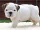 English Bulldog Puppies for sale in Colima Rd, Whittier, CA, USA. price: NA