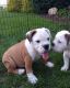 English Bulldog Puppies for sale in Fredericksburg, OH 44627, USA. price: NA
