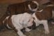 English Bulldog Puppies for sale in Van Nuys, Los Angeles, CA, USA. price: NA