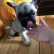 English Bulldog Puppies for sale in Statesville, NC, USA. price: NA