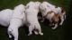 English Bulldog Puppies for sale in Dallas, WV 26059, USA. price: $500