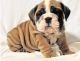 English Bulldog Puppies for sale in New Bedford, MA 02741, USA. price: NA
