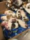 English Bulldog Puppies for sale in Minneapolis, MN, USA. price: $1,800