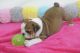 English Bulldog Puppies for sale in Yuma, AZ, USA. price: NA